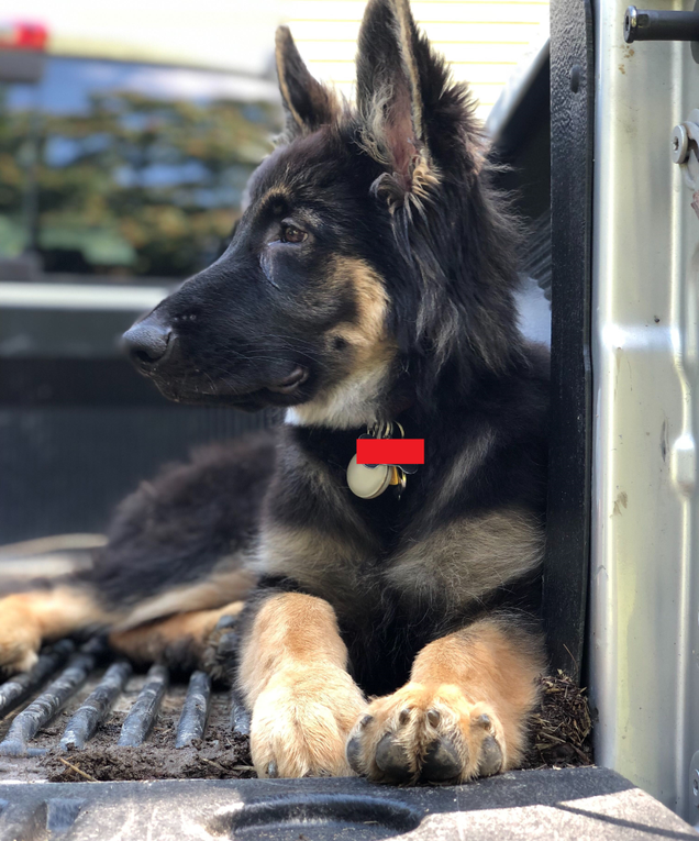 Lucio struggles to stay awake in the back of a pickup truck.
